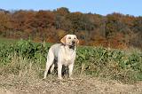 LABRADOR 349
